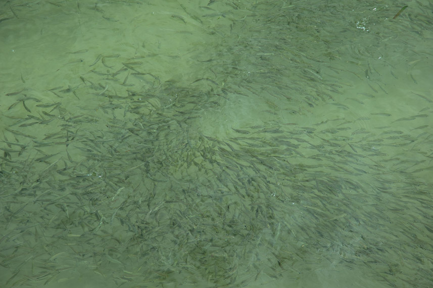 Tradisi Pemanggilan Ikan di Manokwari Papua Barat